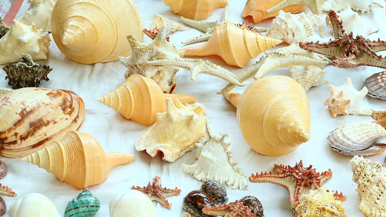 Seashells from Ocean's Heart